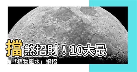 什麼樹可以擋煞|【風水特輯】化煞開運就靠它們！玄關、客廳、廚房、。